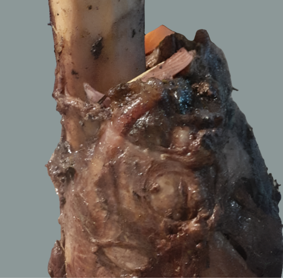 Osobuco wagyu en antorcha