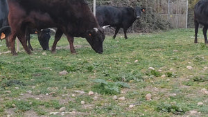 REPORTAJE REALIZADO POR TV DE NUESTRA GRANJA. Y vídeos de la granja con actividades.