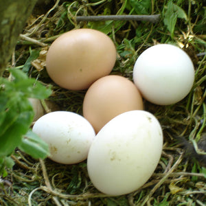 Pollo y huevos SIN EXISTENCIAS.