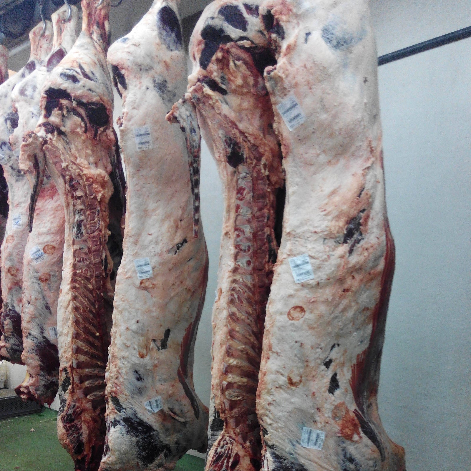 Canal entera o media de Wagyu pregunta por teléfono antes de comprar. 666664124.